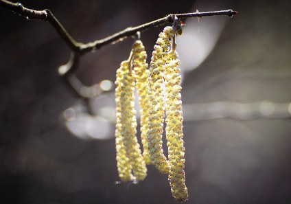 Image of pollen season