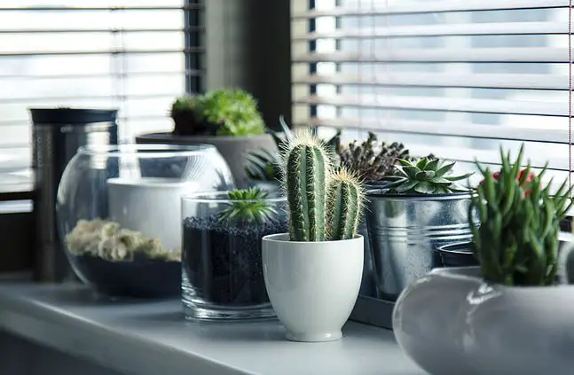 Image of humidifier for indoor plants