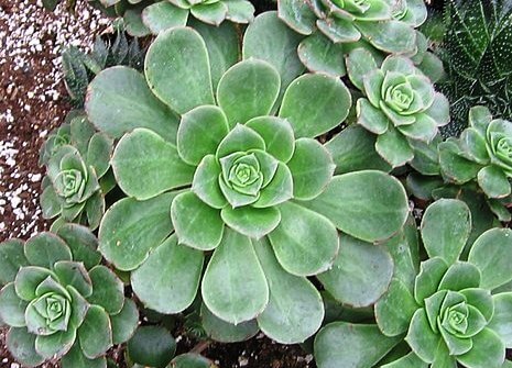 What succulents do well in humidity