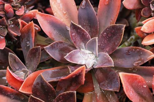 Image of Are succulents OK with humidity