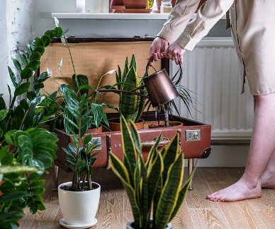 Can you use dehumidifier water for house plants