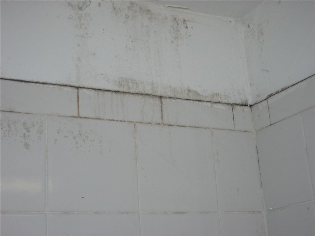 Image of does mold cause musty smell
