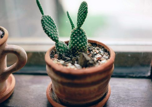 Do cactus absorb moisture from the air