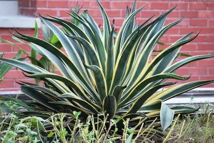 do snake plants absorb humidity