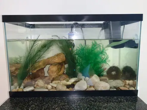 Image of how to use a fish tank to increase humidity