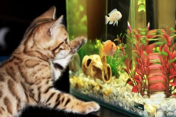 Image of does a fish tank act as a humidifier