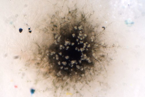 Image of remove mold spores from air
