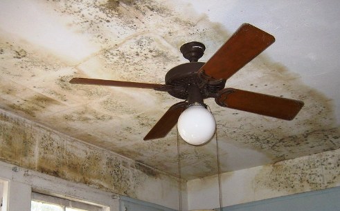 Image of how to get rid of mold spores in the air