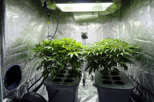 How to control temperature and humidity in grow tent