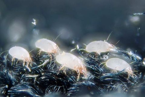 Image of humidity and dust mites