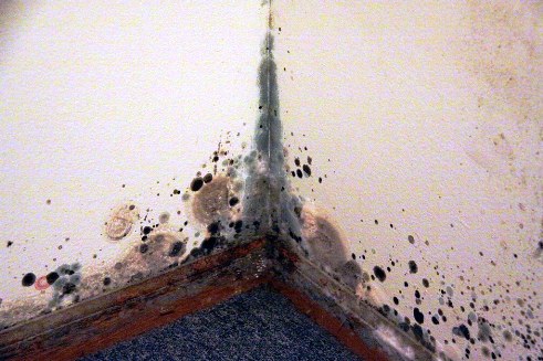 Image of Can a dehumidifier spread mold spores