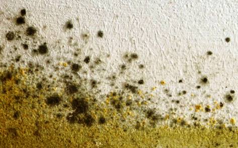 At what humidity level does mold stop growing