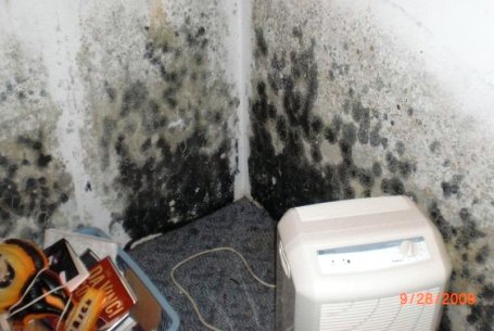 At what humidity does mold grow in crawl space