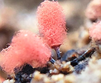 Is pink mold in humidifier dangerous