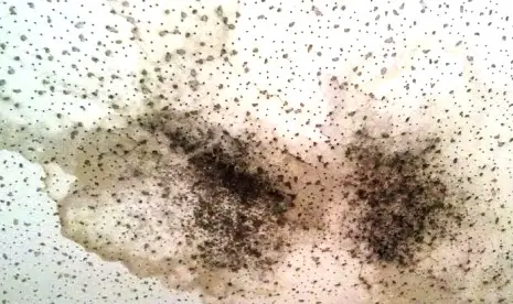 black mold in a humidifier