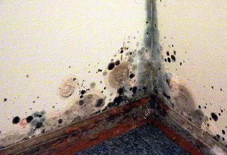 can a humidifier cause mold in a room