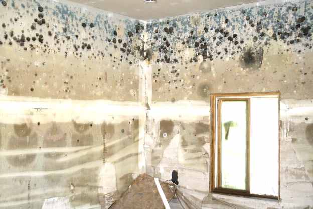 Can Mold Survive without Humidity
